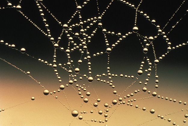 abstract-close-up-cobweb-connection-web